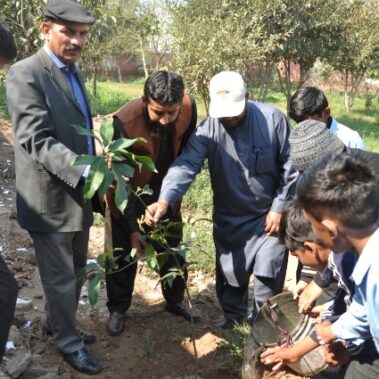 Alfalah Welfare Organization Tree Plantation