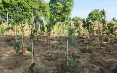 Tree Plantation Chak Jhumra Faisalabad 2023