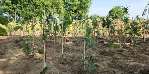 Tree Plantation Chak Jhumra Faisalabad 2023