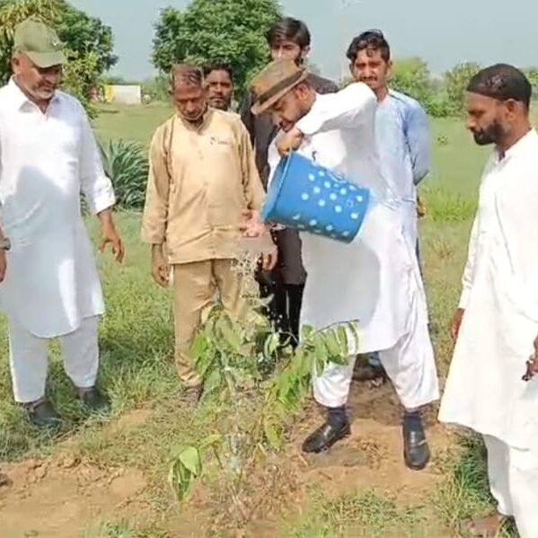 Importance of Tree Plantation
